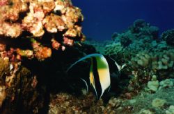 This photo of a Moorish Idol was taken in Maui off of the... by Steven Anderson 